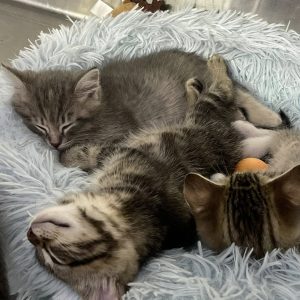Group of adoptable kittens at Logan County Humane Society