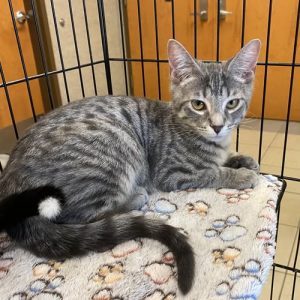 Adoptable cat resting in a cozy kennel.

